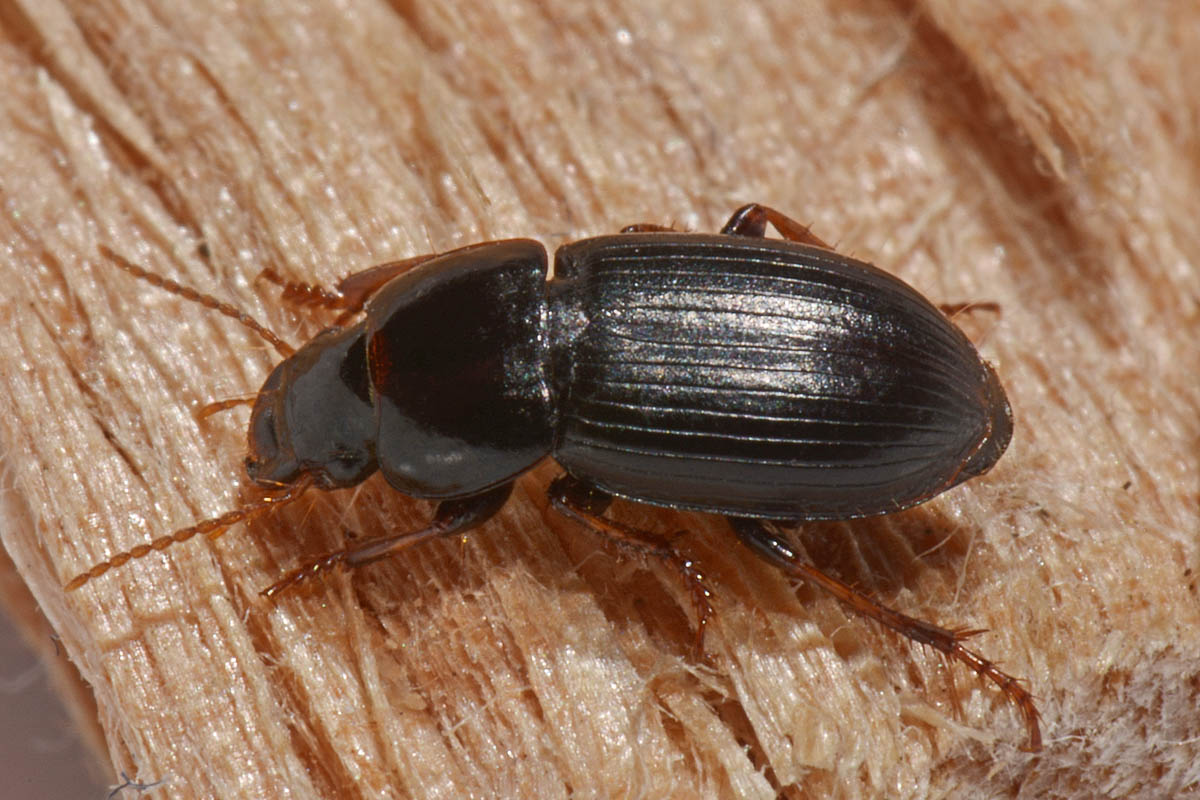 Carabidae: Harpalus sp?